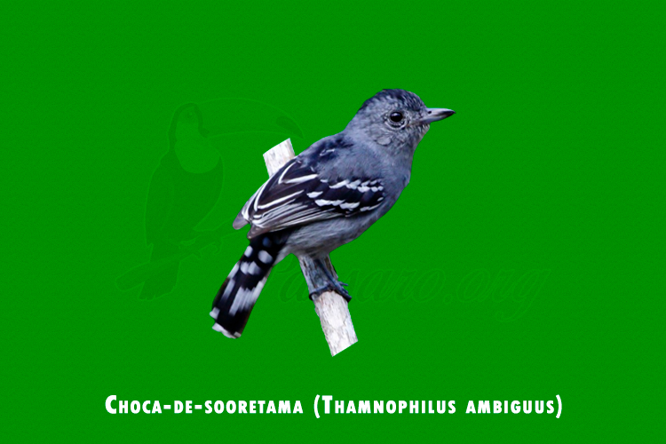Choca-de-sooretama ( Thamnophilus ambiguus )