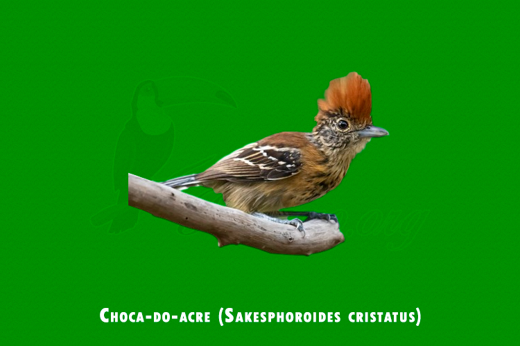 Choca-do-acre ( Sakesphoroides cristatus )
