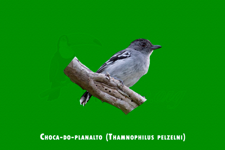 Choca-do-planalto ( Thamnophilus pelzelni )