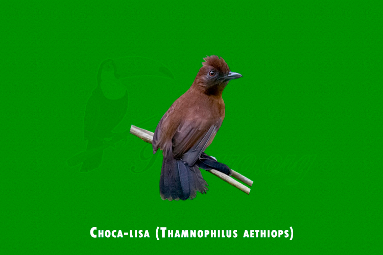 Choca-lisa ( Thamnophilus aethiops)