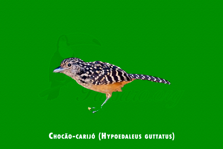 Chocao-carijo ( Hypoedaleus guttatus )
