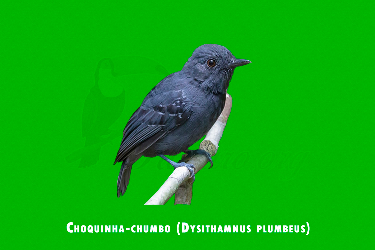 Choquinha-chumbo (Dysithamnus plumbeus)