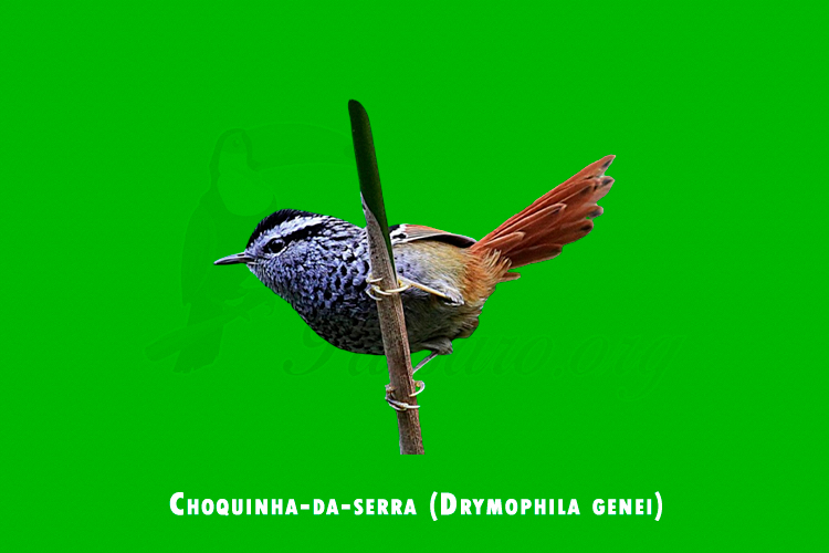 Choquinha-da-serra (Drymophila genei)
