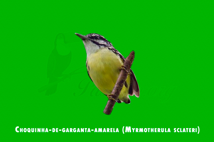 Choquinha-de-garganta-amarela (Myrmotherula sclateri)