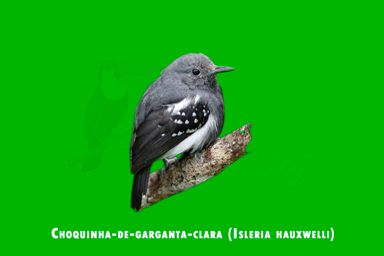 Choquinha-de-garganta-clara ( Isleria hauxwelli )