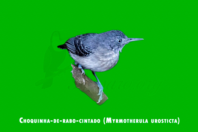 Choquinha-de-rabo-cintado (Myrmotherula urosticta)