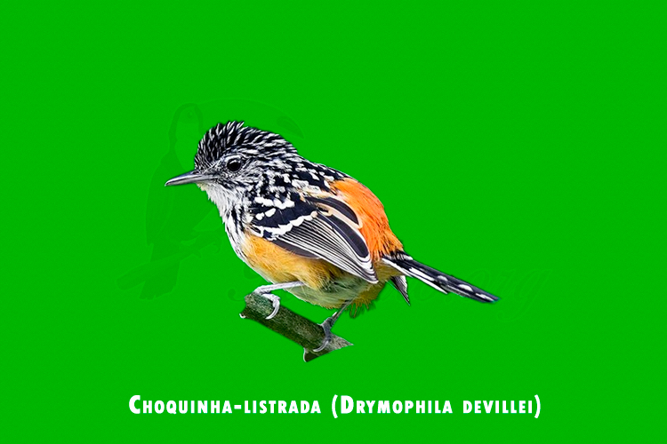 Choquinha-listrada (Drymophila devillei)