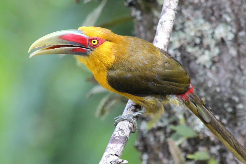 Classificacao cientifica do aracari-banana