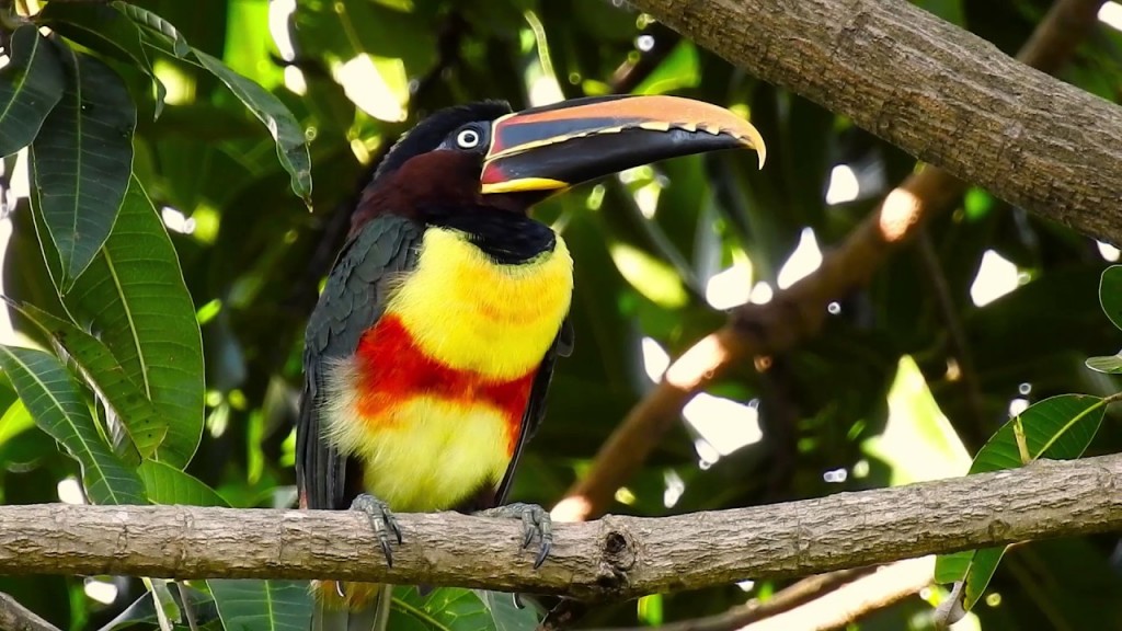 Classificacao cientifica do aracari-castanho