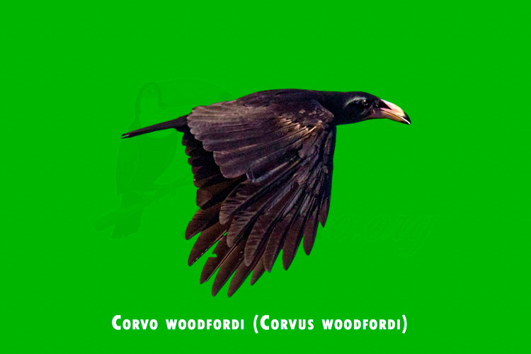 Corvo woodfordi (Corvus woodfordi)