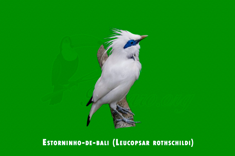 Estorninho-de-bali ( Leucopsar rothschildi )
