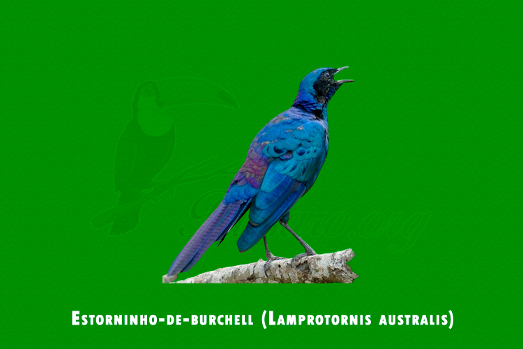 Estorninho-de-burchell ( Lamprotornis australis)