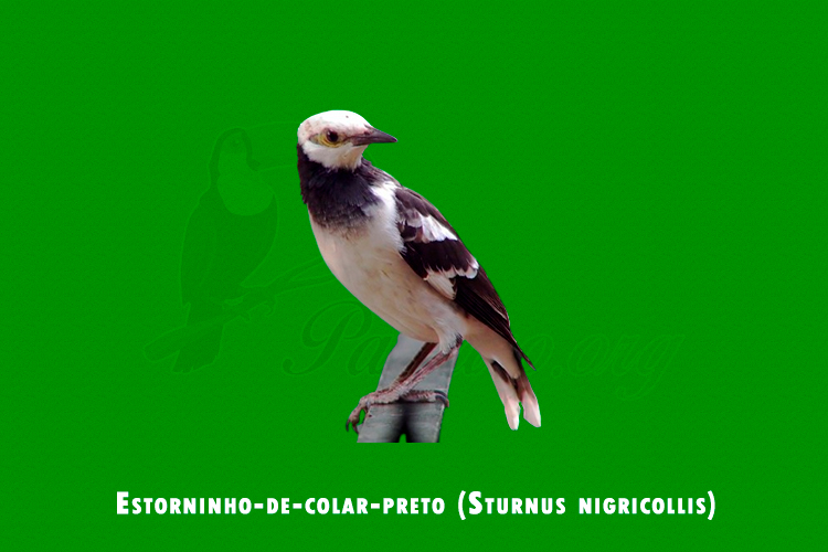 Estorninho-de-colar-preto (Sturnus nigricollis)