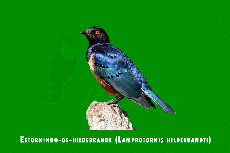 Estorninho-de-hildebrandt ( Lamprotornis hildebrandti )