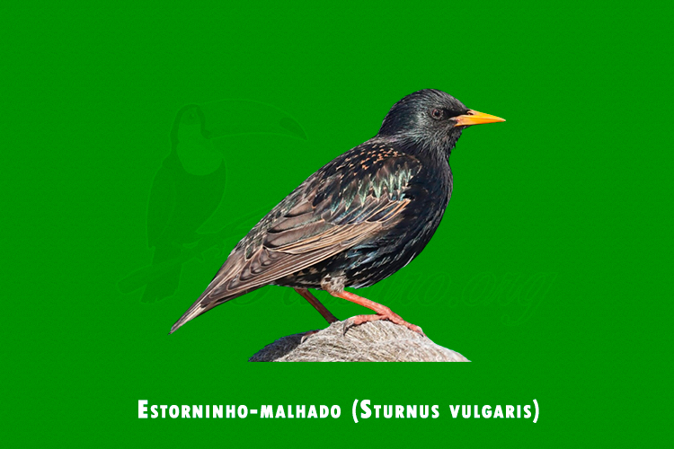 Estorninho-malhado (Sturnus vulgaris)