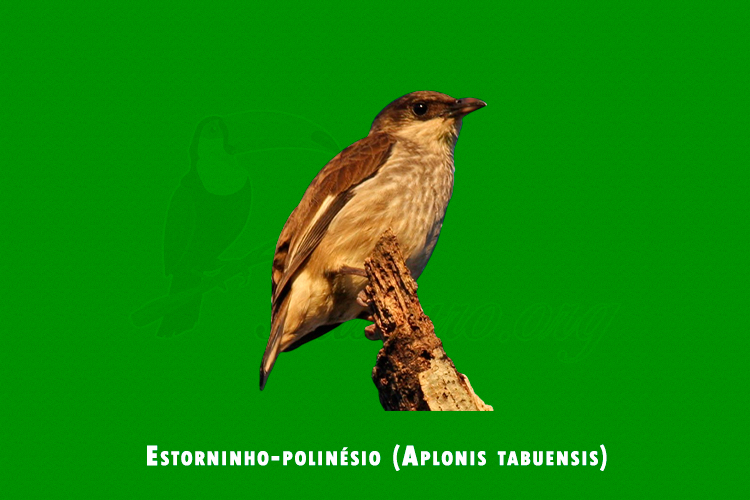 Estorninho-polinesio (Aplonis tabuensis)