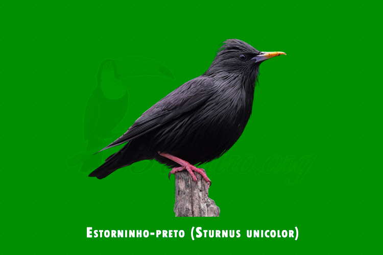 Estorninho-preto (Sturnus unicolor)