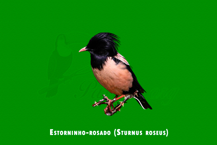 Estorninho-rosado ( Sturnus roseus )