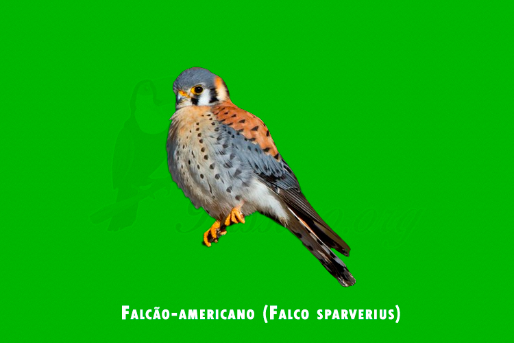 Falcao-americano ( Falco sparverius )