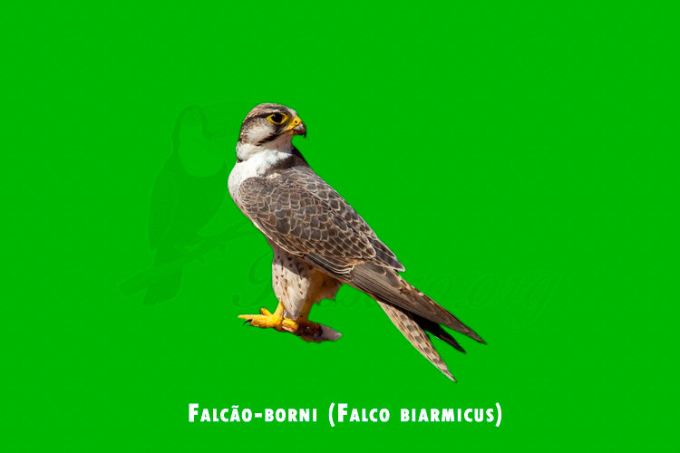 Falcao-borni (Falco biarmicus)