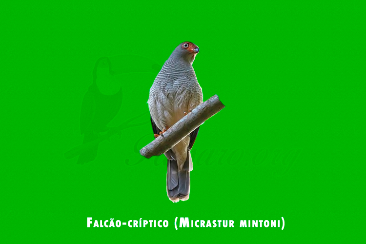 Falcao-criptico (Micrastur mintoni)