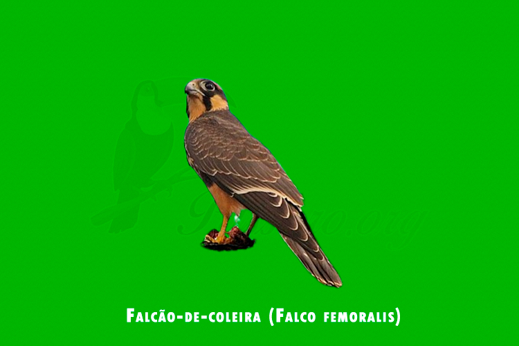 Falcao-de-coleira ( Falco femoralis)