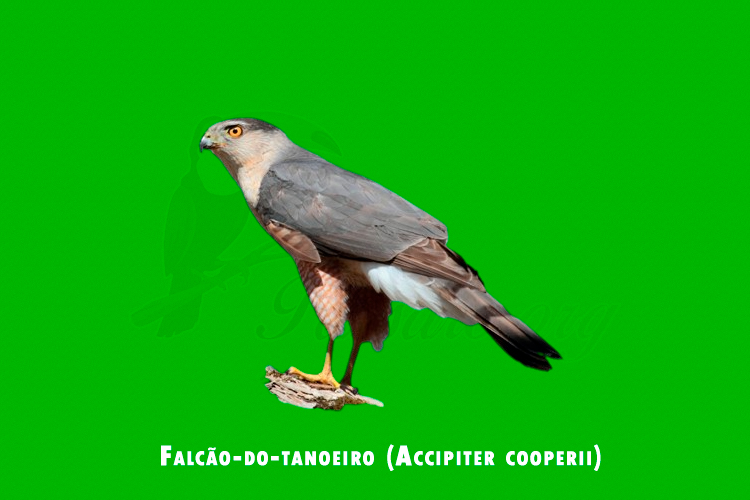Falcao-do-tanoeiro ( Accipiter cooperii )