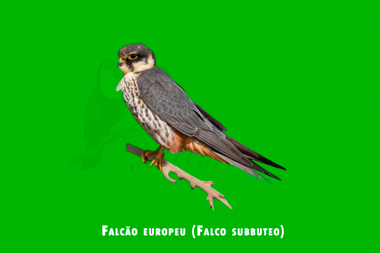 Falcao europeu ( Falco subbuteo )