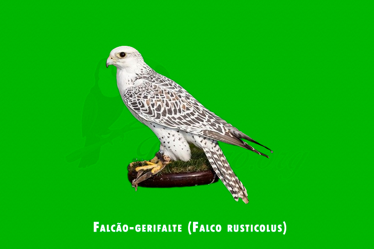 Falcao-gerifalte (Falco rusticolus)