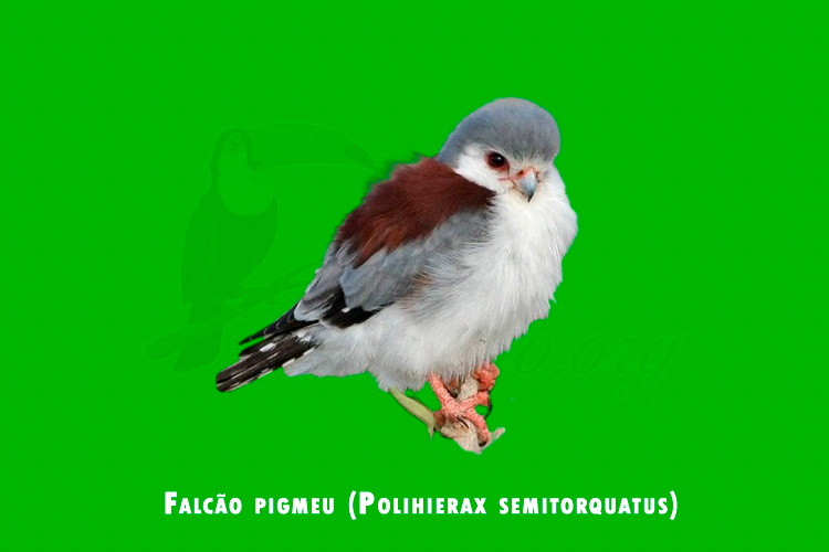 Falcao pigmeu (Polihierax semitorquatus)