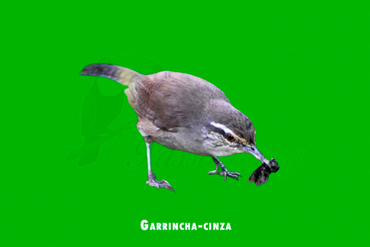 Garrincha-cinza 