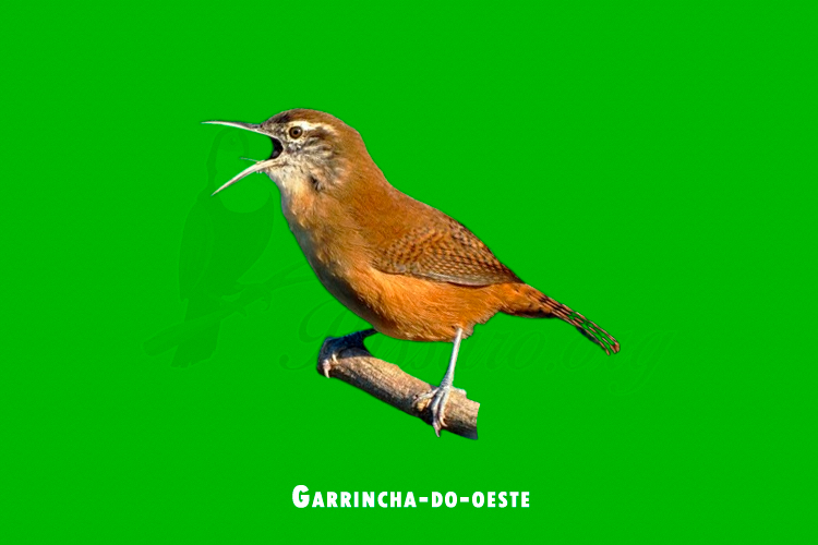 Garrincha-do-oeste 