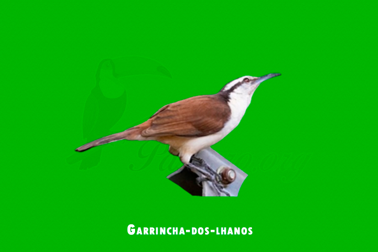 Garrincha-dos-lhanos