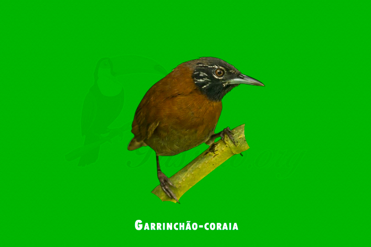 Garrinchão-coraia