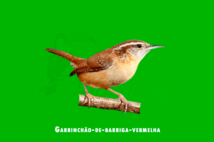 Garrinchão-de-barriga-vermelha