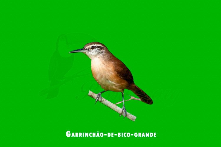 Garrinchão-de-bico-grande