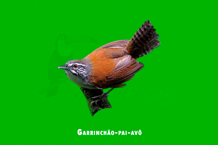 Garrinchão-pai-avô