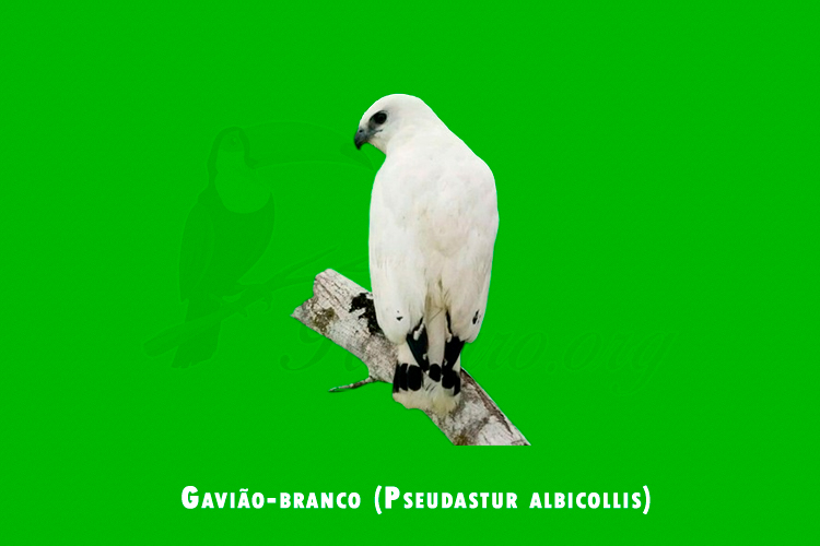 Gaviao-branco ( Pseudastur albicollis)