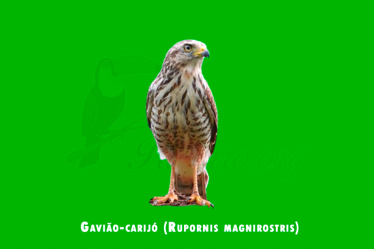 Gaviao-carij0 (Rupornis magnirostris)