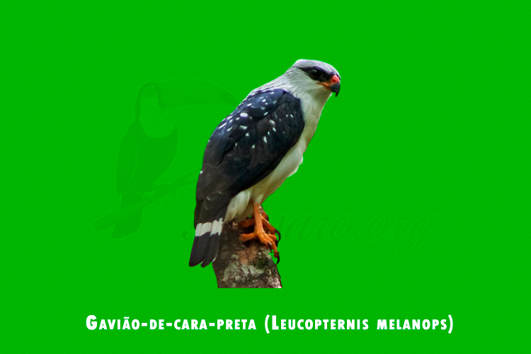 Gaviao-de-cara-preta (Leucopternis melanops)