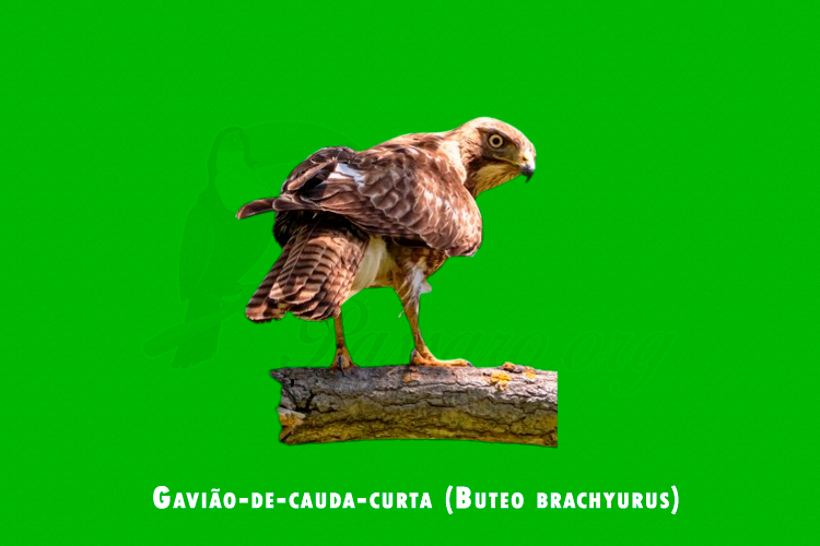 Gaviao-de-cauda-curta ( Buteo brachyurus )