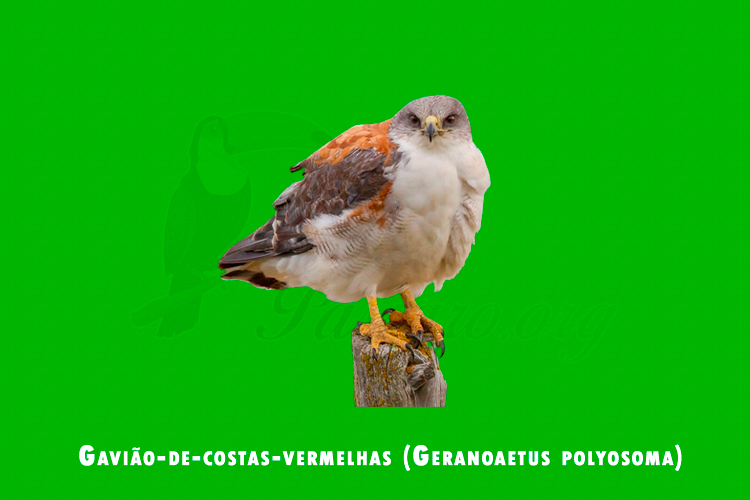 Gaviao-de-costas-vermelhas ( Geranoaetus polyosoma )