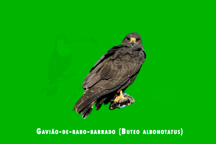 Gaviao-de-rabo-barrado ( Buteo albonotatus )