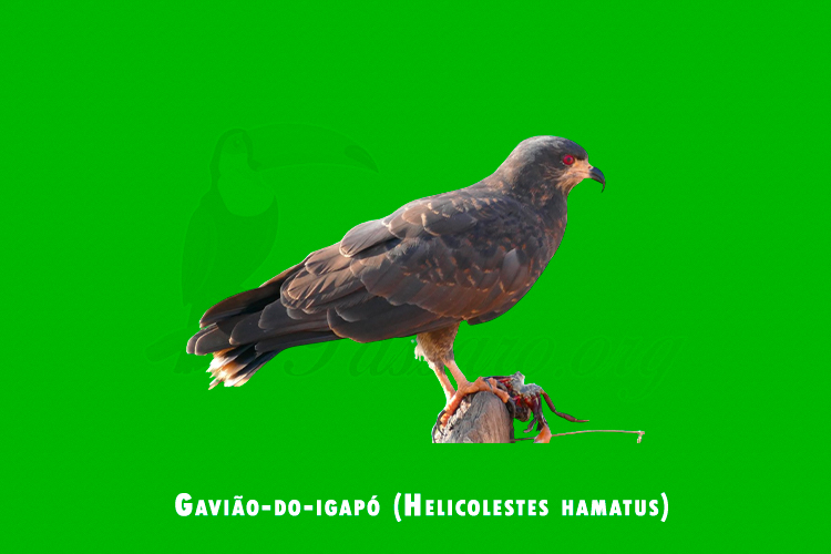 Gaviao-do-igapo ( Helicolestes hamatus )