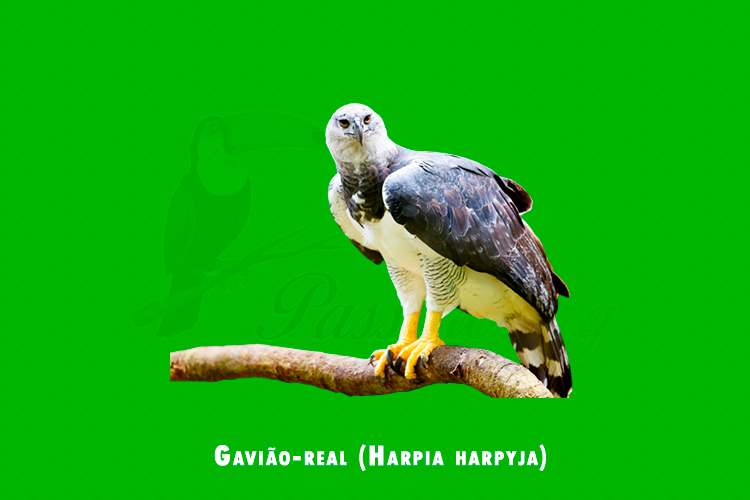 Gaviao-real (Harpia harpyja)