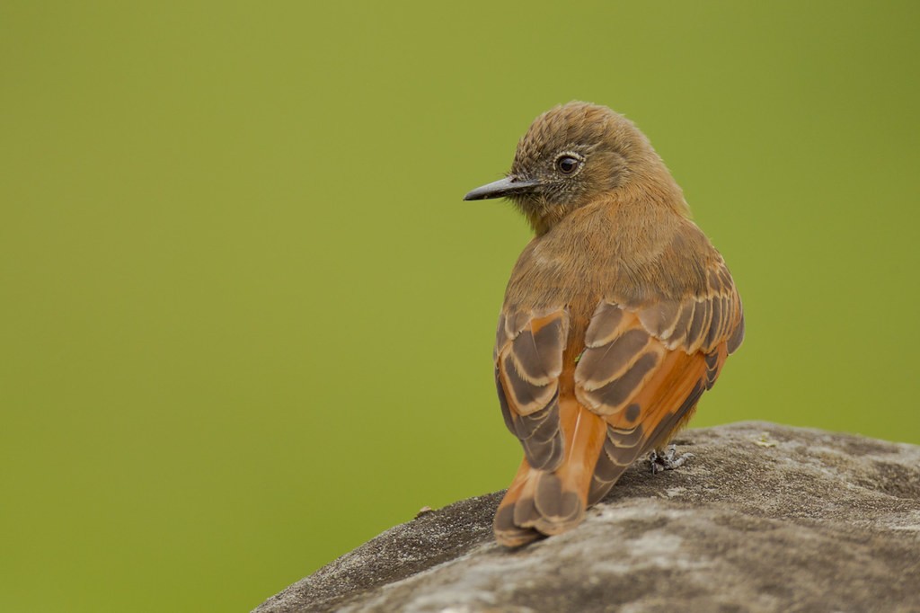 Gibao-de-couro