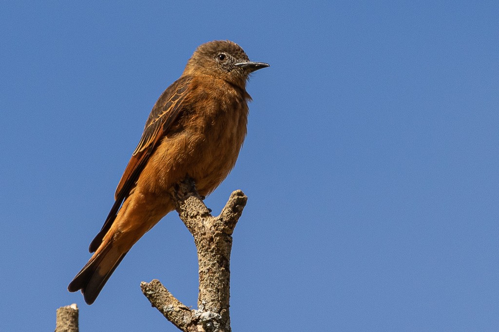 Gibao-de-couro