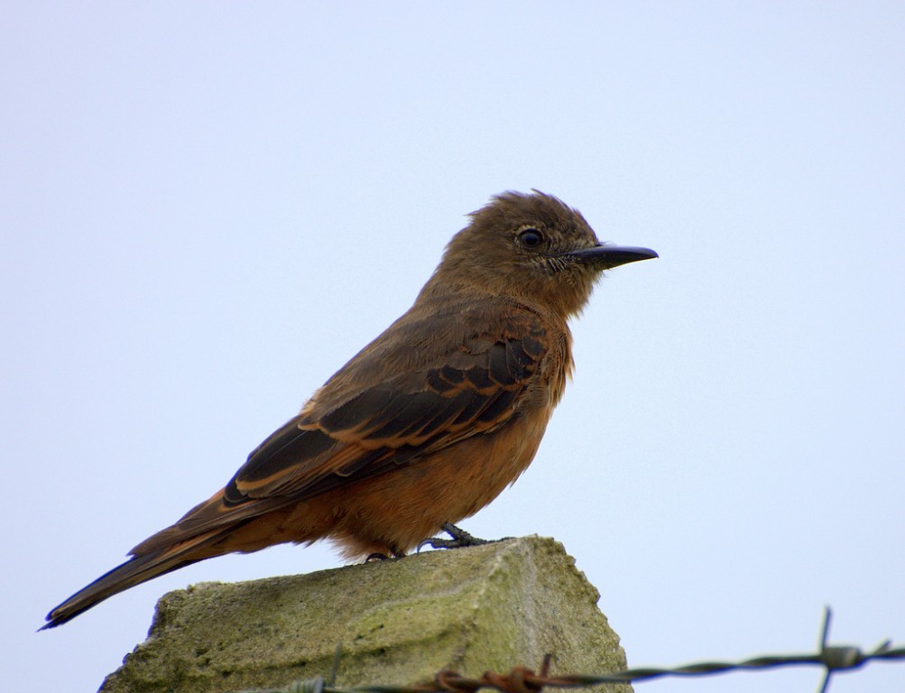 Gibao-de-couro