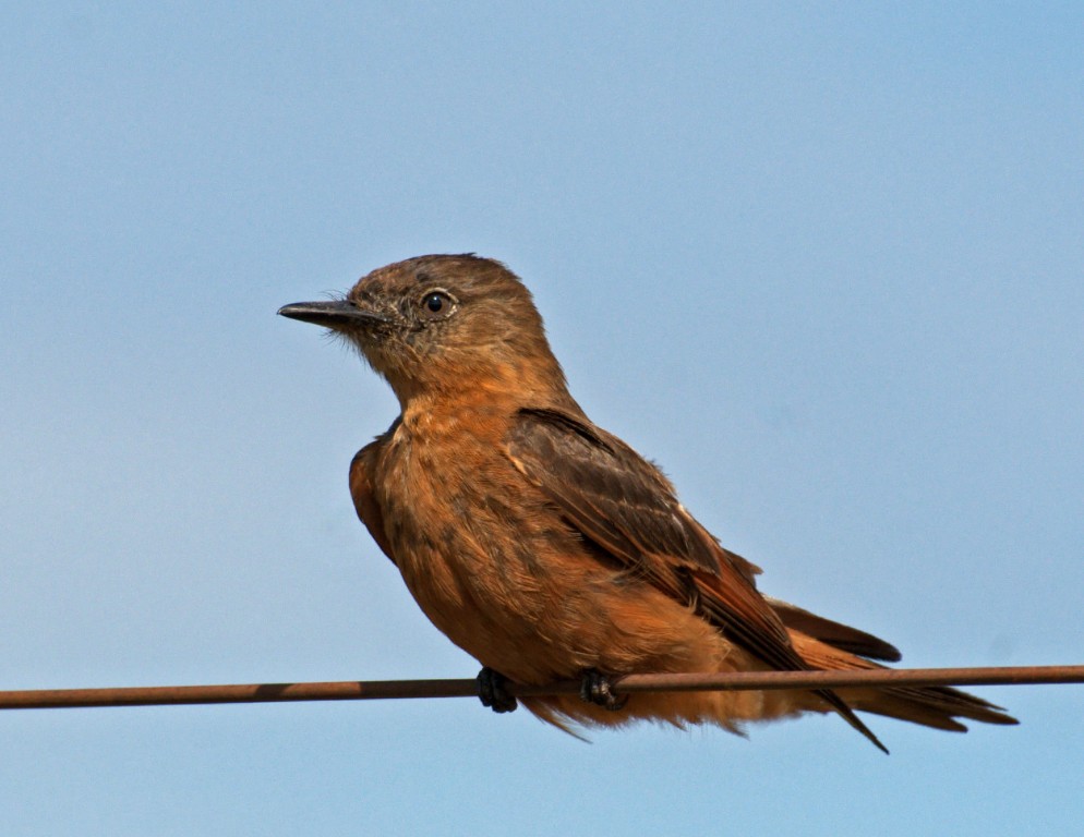 Gibao-de-couro