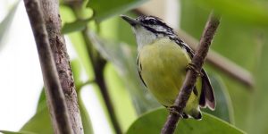 Habitat do choquinha-de-garganta-amarela